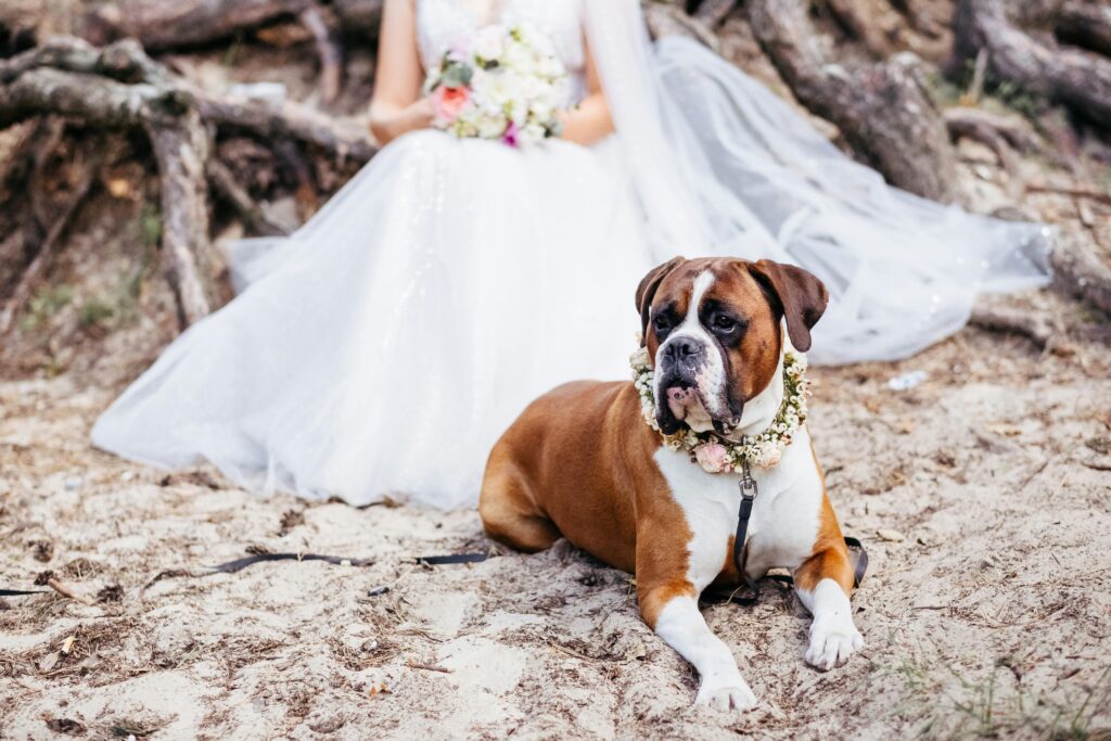 Dog wearing a floral collar lying in front of a bride